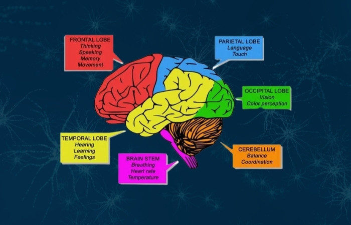 What Part Of The Brain Controls Critical Thinking? – Life Alofa