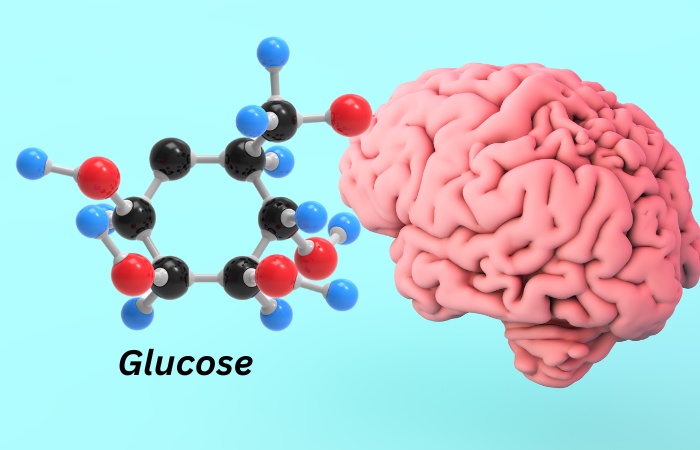 Why Is Glucose Important For Brain Health